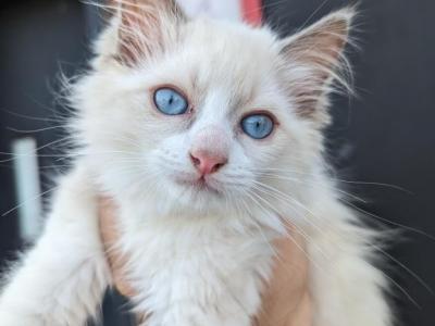 Thomas Lilac Bicolor - Ragdoll - Gallery Photo #1