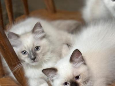 Spunky - Ragdoll - Gallery Photo #1