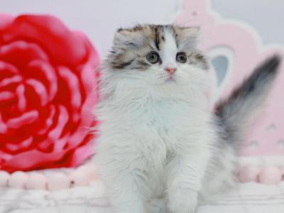 Black Brown Tabby Bicolor Scottish Fold Longhair - Scottish Fold - Gallery Photo #1