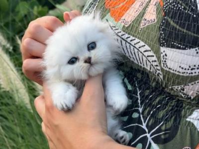 Scottish Fold MALE WHITE - Scottish Fold - Gallery Photo #1