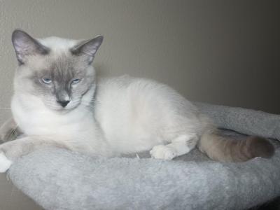 Blue Point Ragamese  Lou - Ragdoll - Gallery Photo #1