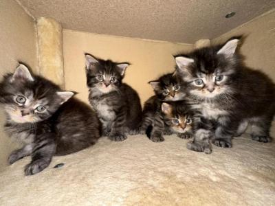 Polydactyl Female Black Tabby Maine Coon Kfor Sale - Maine Coon - Gallery Photo #1