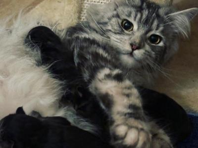 Polydactyl Maine Coon Silver Tabby - Maine Coon - Gallery Photo #1