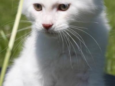 Male Polydactyl Shaded Cream Chinchilla Mainecoon - Maine Coon - Gallery Photo #1