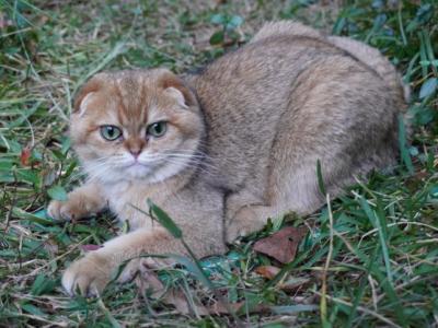 Chloe - Scottish Fold - Gallery Photo #1