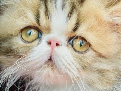 Tinkerbell - Persian - Gallery Photo #1