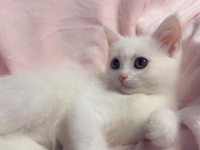 White Kitten Litter - Domestic - Gallery Photo #1