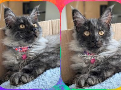 Nova - Maine Coon - Gallery Photo #1