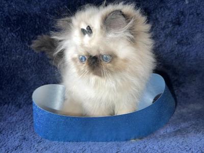 Seal Point Himalayan Persian Kitten Male - Himalayan - Gallery Photo #1