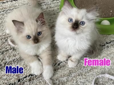 Allys Litter - Ragdoll - Gallery Photo #1