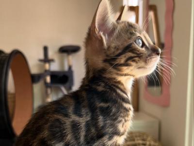 Jupiter - Bengal - Gallery Photo #1