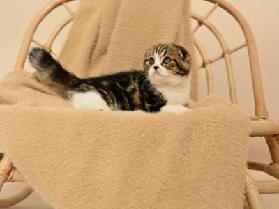 Cute Scottish Fold - Scottish Fold - Gallery Photo #1