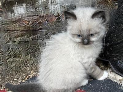 Very Special Ragdoll Himalayan Persian Cross Kitte - Ragdoll - Gallery Photo #1