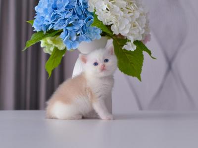 Armani Dominant Blue Eyes - British Shorthair - Gallery Photo #1