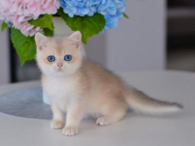 Blue Crystal DBE - British Shorthair - Gallery Photo #1