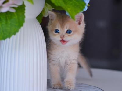 Biscuit Blue Eyes - British Shorthair - Gallery Photo #1