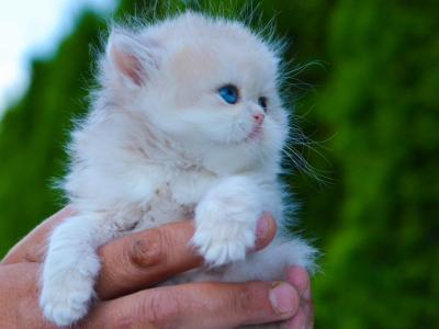 Blueberry Odd Eyes - Persian - Gallery Photo #1