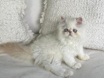 Little Sushi - Persian - Gallery Photo #1