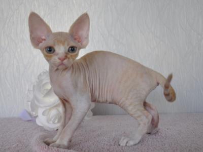 Jade Devon Rex Female Cream Tabby Bicolour - Devon Rex - Gallery Photo #1