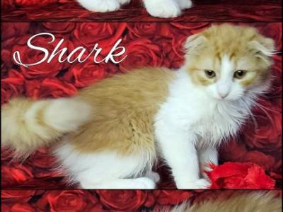 Shark - Scottish Fold - Gallery Photo #1