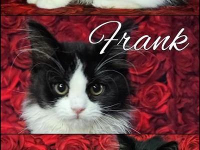 Frank - Scottish Straight - Gallery Photo #1