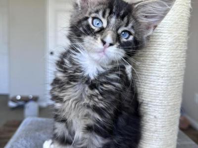 Griffin Blue Eyed - Maine Coon - Gallery Photo #1