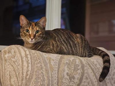 Tigger - Domestic - Gallery Photo #1