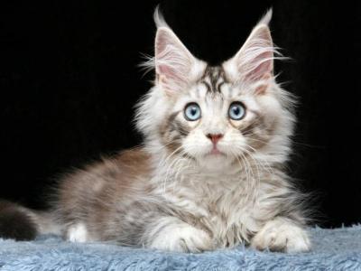 Ostin - Maine Coon - Gallery Photo #1