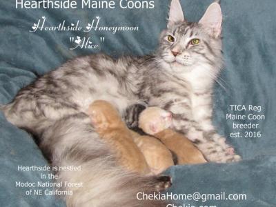 Alice And Solo's Maine Coon Boys - Maine Coon - Gallery Photo #1