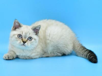 Darin - British Shorthair - Gallery Photo #1