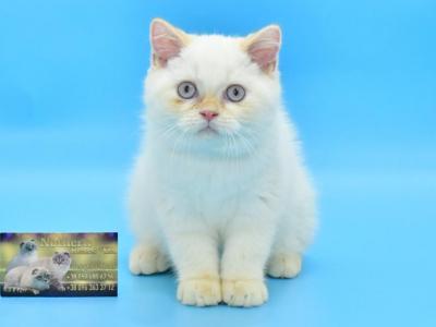 Denis 1 - British Shorthair - Gallery Photo #1