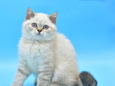 Drago1 - British Shorthair - Gallery Photo #1