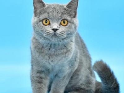 Milka1 - British Shorthair - Gallery Photo #1