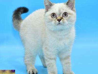 Deizi - British Shorthair - Gallery Photo #1