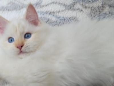 Kitty's - Ragdoll - Gallery Photo #1