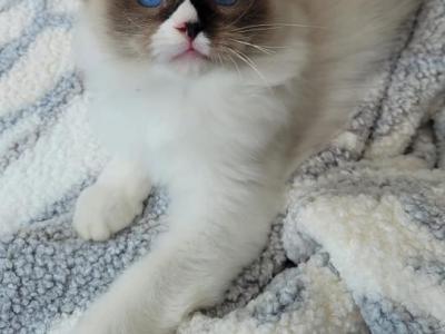 Kittens - Ragdoll - Gallery Photo #1