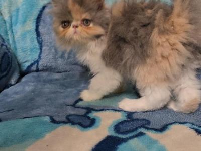 Cali - Persian - Gallery Photo #1