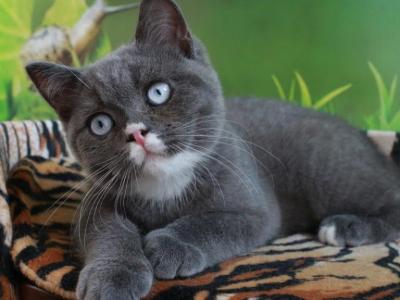 Zontik - British Shorthair - Gallery Photo #1