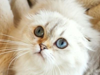 Ivy - Scottish Fold - Gallery Photo #1