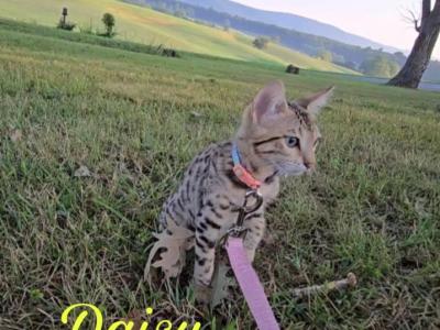 Daisy Female Bengal - Bengal - Gallery Photo #1