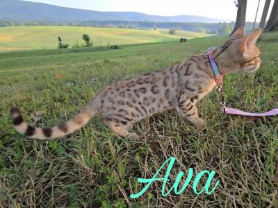 Ava Female Bengal - Bengal - Gallery Photo #1