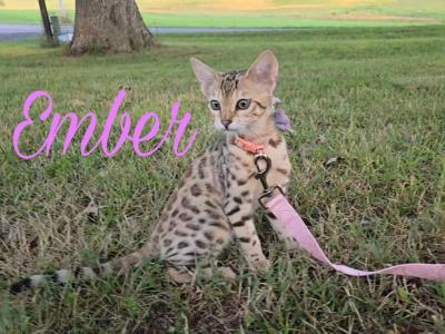 Ember Brown Female - Bengal - Gallery Photo #1