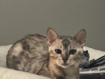 Snow - Bengal - Gallery Photo #1