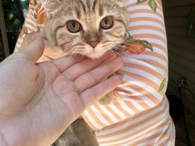 Watermelon - British Shorthair - Gallery Photo #1