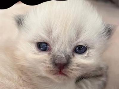 Persian Kittens - Persian - Gallery Photo #1