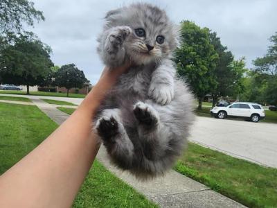 Lio - Scottish Fold - Gallery Photo #1