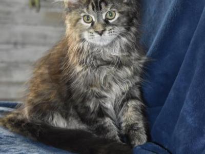 Maine Coon Kittens  TICA Registered - Maine Coon - Gallery Photo #1