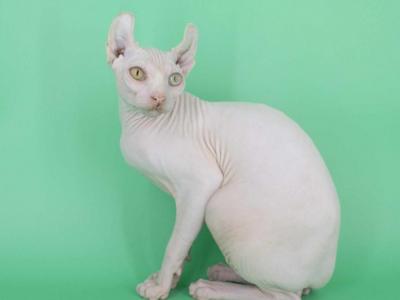 Bruise - Sphynx - Gallery Photo #1