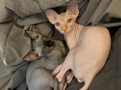 Floyd Kittens Las Vegas - Sphynx - Gallery Photo #1