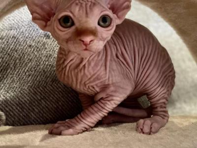 Red Male Sphynx Kitten - Sphynx - Gallery Photo #1